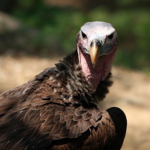 Vulture